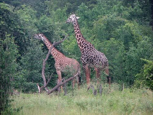 398399954 43bd324715