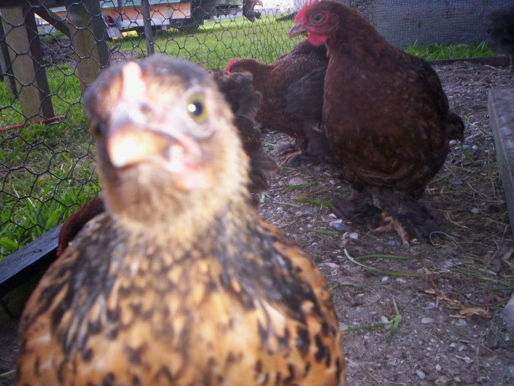 Bantam Chickens Bantam Chickens