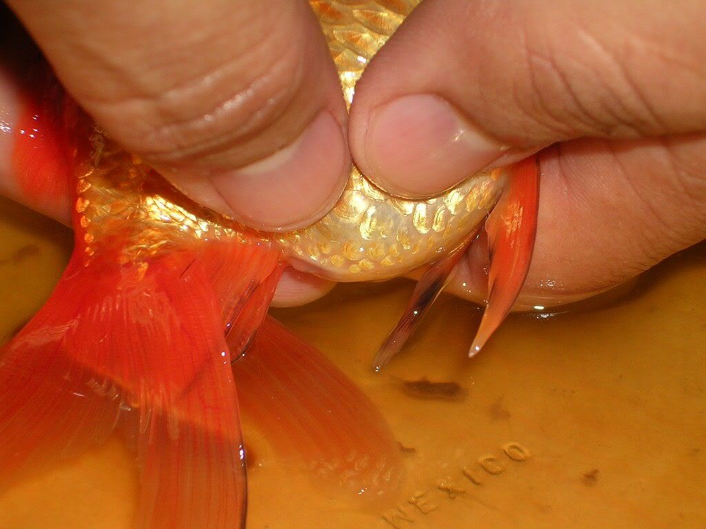 peces peces