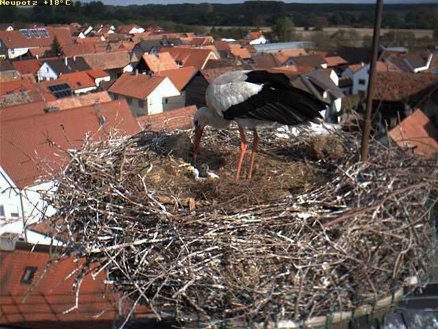 Bild