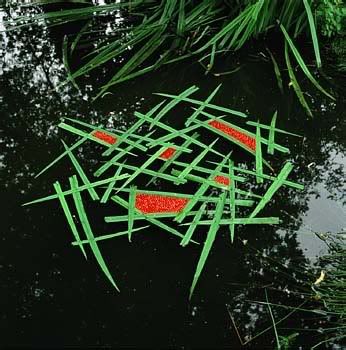 Andy Goldsworthy's Iris Blades and Rowan Berries