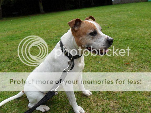 Douey - 8 year old male Staffordshire Bull Terrier available for adoption