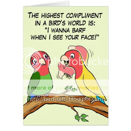 Lovebird parrot and bird way telling i love you greeting card