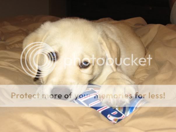 Hugo Loves Miller Lite Pictures, Images and Photos