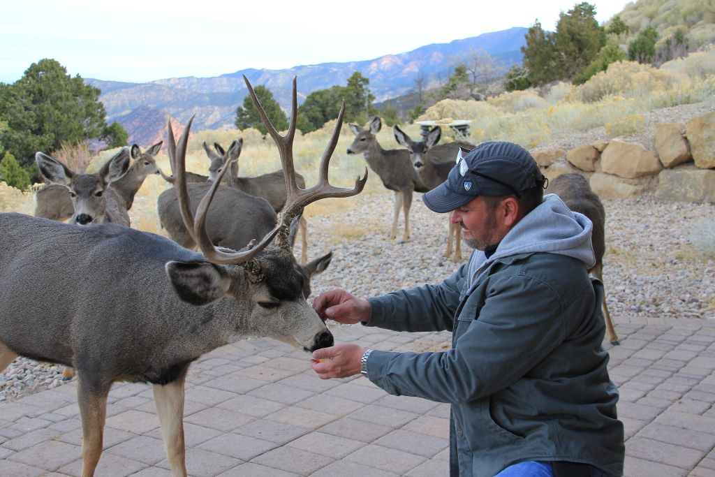 deerz0004_zps6n5erjcb.jpg