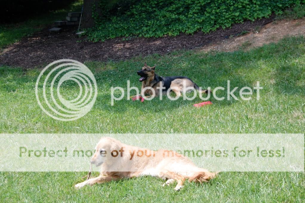 Leica - Some new pics | German Shepherds Forum