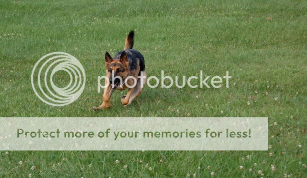 Leica - Some new pics | German Shepherds Forum